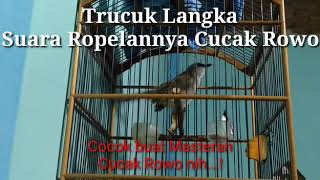 Download lagu Trucuk langka ropelannya cucak rowo mp3 Download lagu Trucuk langka ropelannya cucak rowo mp3