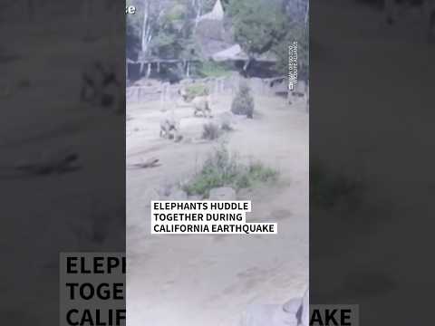 Elephants in San Diego Zoo huddle together during earthquake | AFP #shorts