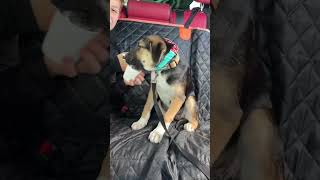 Video preview image #1 Siberian Husky-Unknown Mix Puppy For Sale in Germantown, OH, USA