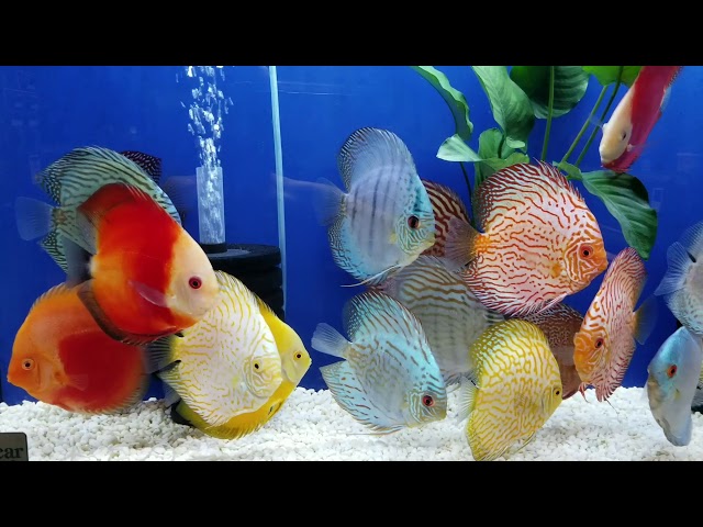 Discus fish Malaysia shipment 9/26/17