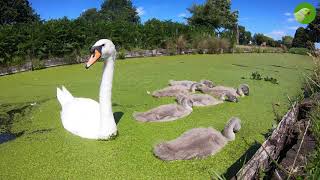 Swans and Cygnets | From Making a Swan Nest to Adulthood of a Cygnet | Compilation