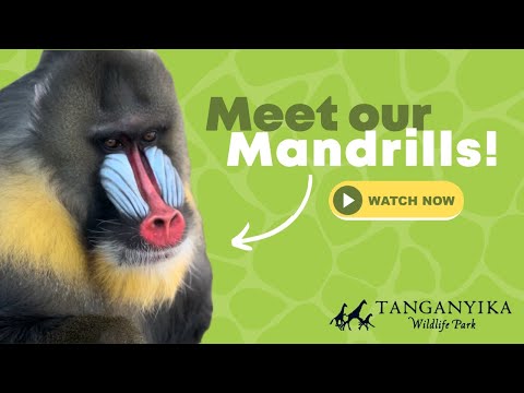 Are Mandrills Monkeys? Meet the Mandrills - The largest Monkey!