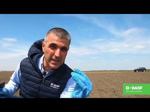 BASF Agro Patrola 2020 - Kako pravilno suzbiti korove u soji? Primenite herbicid Corum®