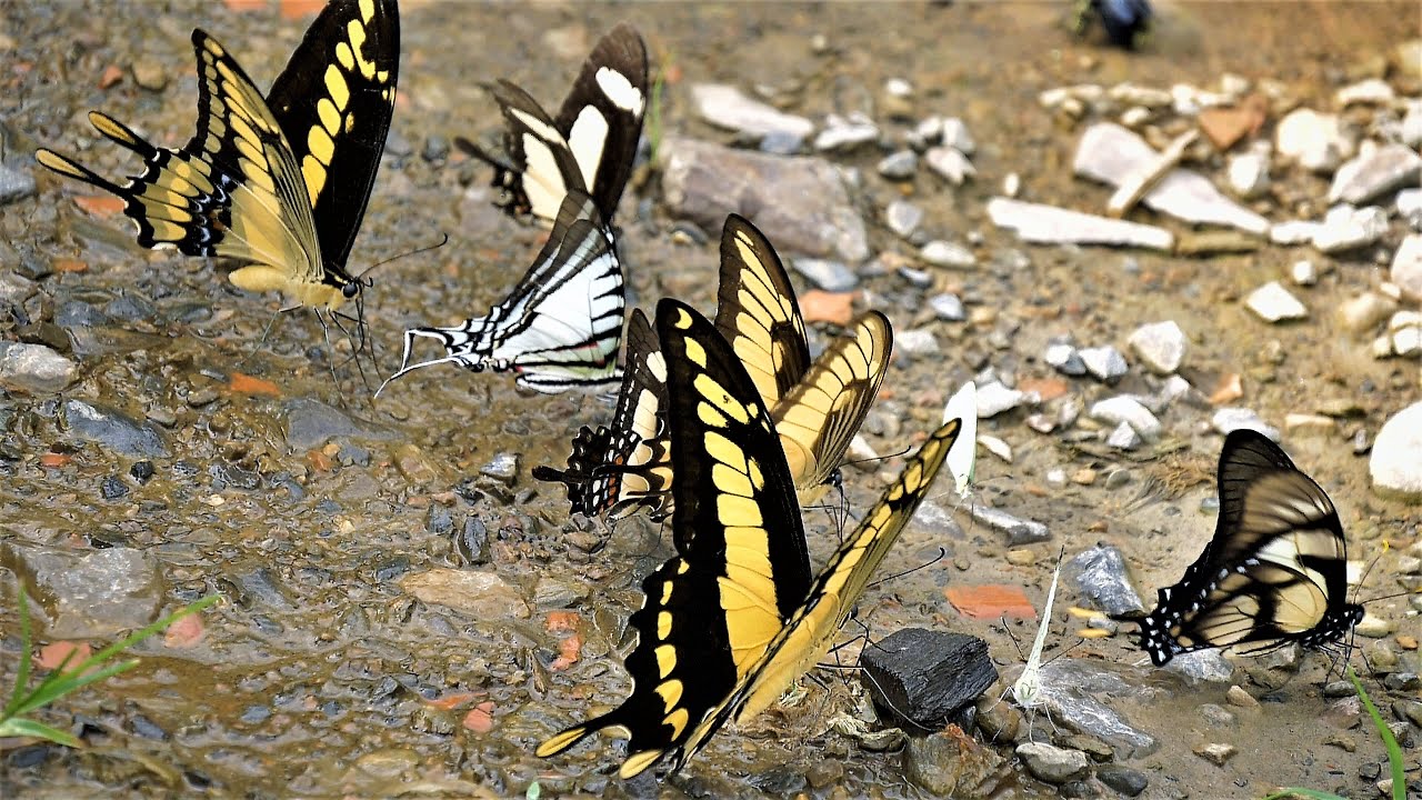 Eurytides dolicaon Dolicaon Kite Swallowtail butterfly flying in rainforest showing slender wings and long tails in motion