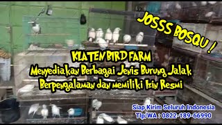 Download lagu Berbagai Jenis Burung Jalak | Jalak Bali, Jalak Putih, Jalak Hongkong, Jalak Suren Jawa | Cek Bosquu mp3