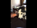 Sev The Husky Tasting Grapefruit