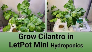 Grow Cilantro in LetPot Mini Hydroponics System, Aerogarden Nutrients, Slow-bolt cilantro, Coriander