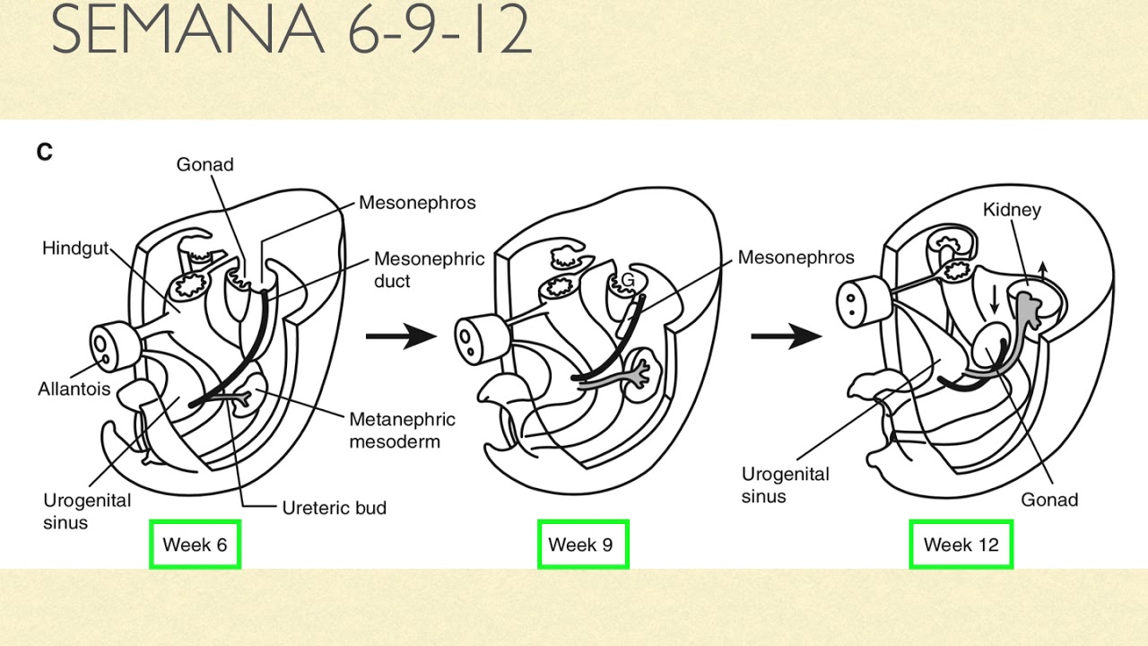 Embriología renal