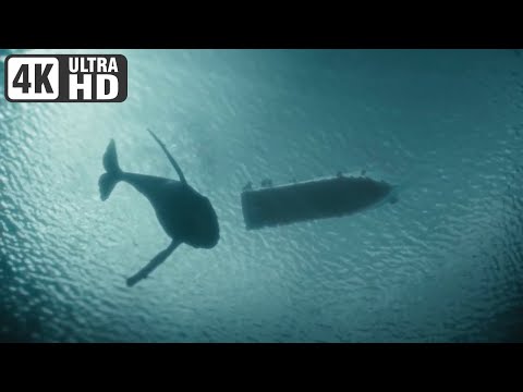 Der Schwarm   -  Offizieller Trailer Deutsch 4K-ULTRA HD (2023) (Frank Schätzing - ZDF)