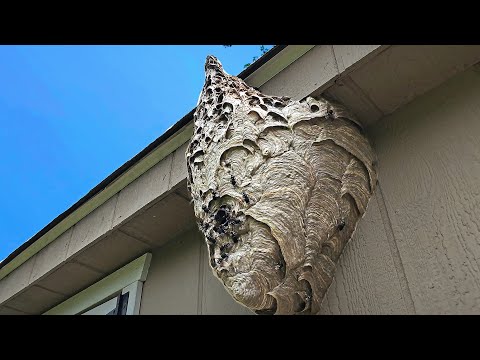UNICORN Hornet Nest! Wasp Nest Removals!