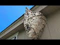UNICORN Hornet Nest Wasp Nest Removals
