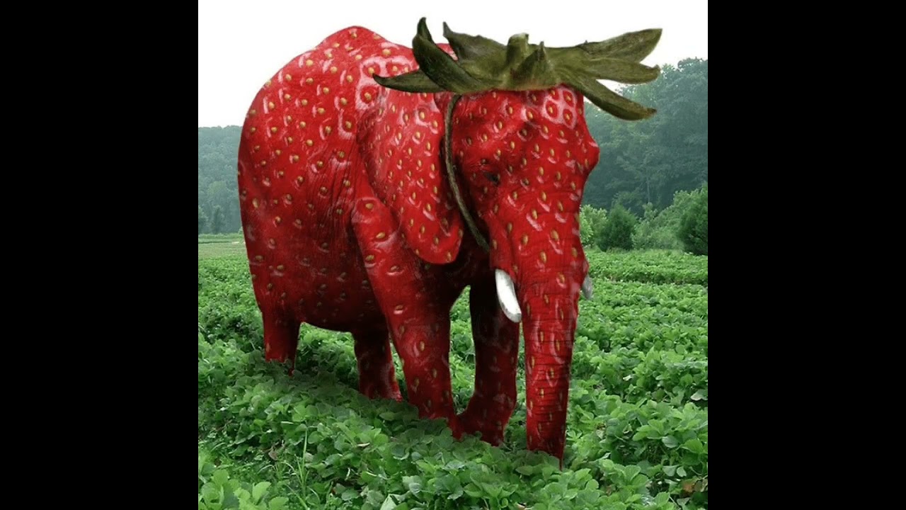 Strawberry Elephant - Ano Ano Wilkum💀