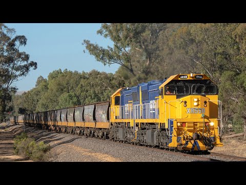 Empty Charlton Grain Train in North Western Victoria! (PN's 9147 to Charlton) | XR550, XR552