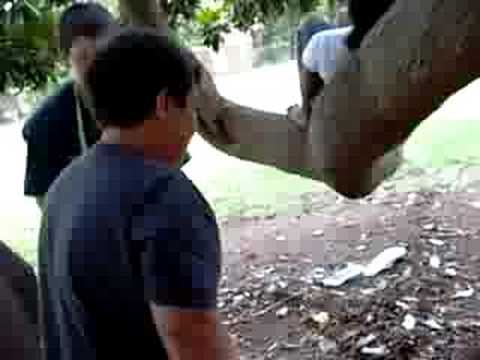 Po laughs like a Guinea Pig