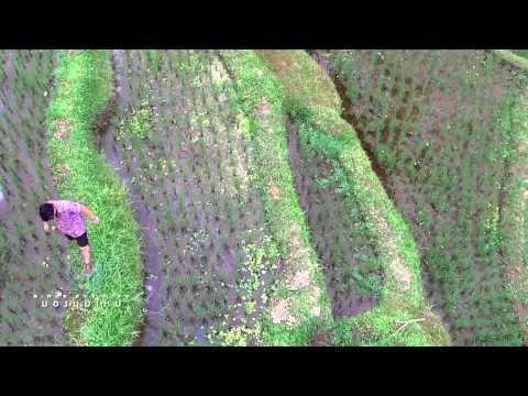 เที่ยวบาหลี