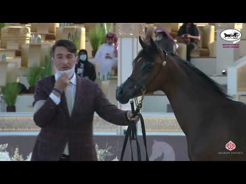 N 5 NAMAH AL SHAHANIA   Katara International Arabian Horse Festival   Yearling Fillies Class 1A