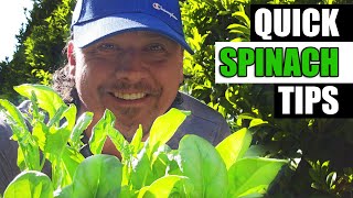Spinach Growing Tips Garden Quickie Episode 149