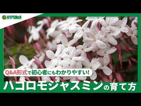 ジャスミンを育てる 6月 7月 8月 ブルーム うっとりするような香り