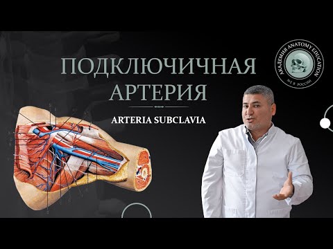 Подключичная и подмышечная артерии / ARTERIA SUBCLAVIA