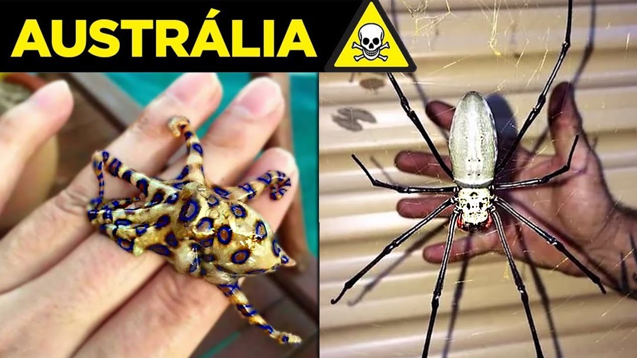 Veja por que a AUSTRÁLIA é O PAÍS MAIS PERIGOSO DO MUNDO - 3