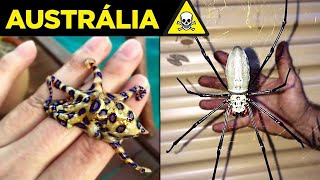 Veja por que a AUSTRÁLIA é O PAÍS MAIS PERIGOSO DO MUNDO - 3