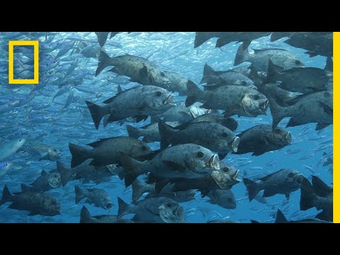 Protecting the Ocean Benefits Both People and Nature | Pristine Seas