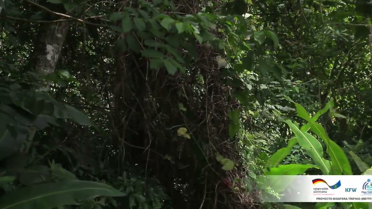 BOSQUE TIZAQUIN GUATEMALA