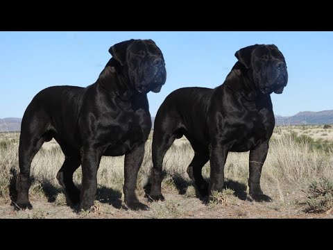 The Blackest Dog Breeds You Will Ever See !