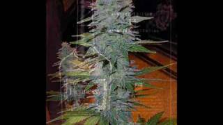 Eminem - Must Be the Ganja - (Relapse '09)