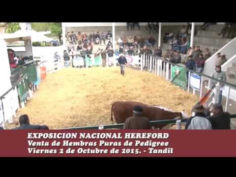 02-10-15 Ventas Hembras - Exposicion Nacional Hereford - Tandil