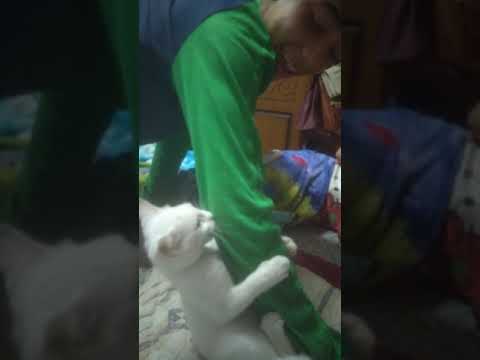 قطة عفريتة اوي