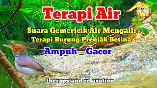 Download lagu Terapi Air | Terapi Burung Prenjak  Macet Bunyi Paling Ampuh Dengan Pancing Suara Prenjak Betina mp3