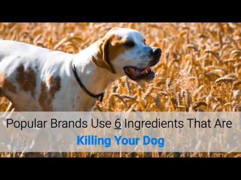Popular Brands Use 6 Ingredients That Are Killing Your Dog