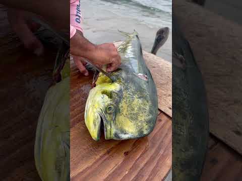 Did you know this? 😱This Dorado ate all this Sardines #fishing #bajasur #fishing #trending #mahimahi