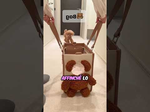 Questo Cucciolo Dispettoso È Davvero Intelligente