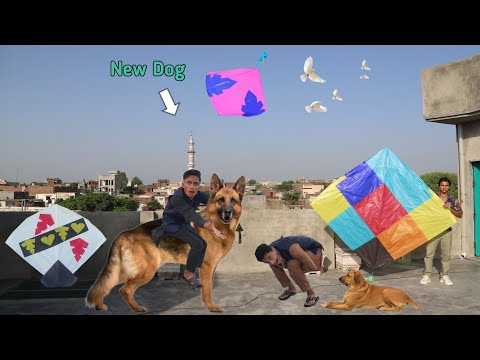 Kite Flying With New White Dog 🐕