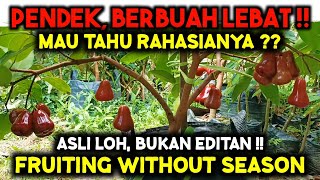 Download lagu ILMU RAHASIA ‼️ 4 CARA MEMAKSA JAMBU AIR PENDEK BERBUAH LEBAT TANPA MUSIM, TANAMAN LAIN JUGA BISA ‼️ mp3