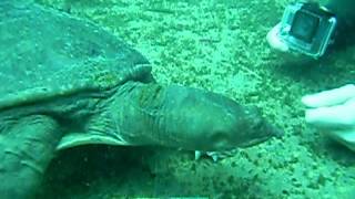 preview picture of video 'Meet Virgil the Turtle, Star of the Blue Grotto, Florida'