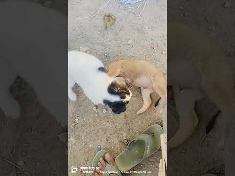 cut dogi ladai kar rahe #reels #shortvideo #dog