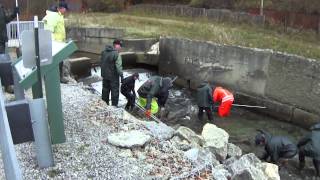 preview picture of video 'Collecting steelhead and brown trout at Trout Run in Erie, PA'