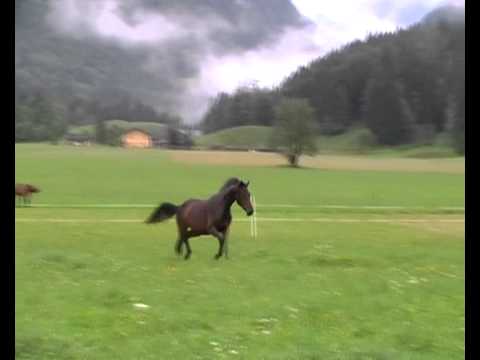 2 j. Stute v. Quaterback ** FOR SALE **- www.sportpferde-angerer.at