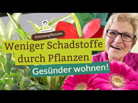 Healthier living: Fewer pollutants through air-purifying houseplants