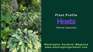 Hosta Plant Profile