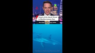 Great white shark filmed in Mediterranean Sea between Sicily and Tunisia