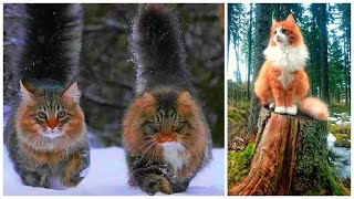 20 Interesting Norwegian Forest Cat Facts