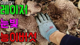 산남자 능이 버섯 산행~ 레이저 눈빛으로 버섯을 발견하다~ 자연 건강 항암 약초
