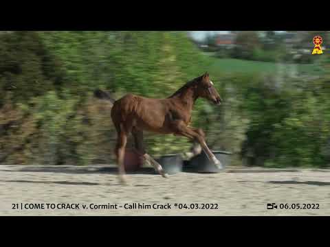 Lot 21 - Hengstfohlen v. Cormint/Call him Crack