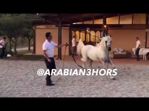 منتصر الزبير الحصان العربي mountassar al zobair