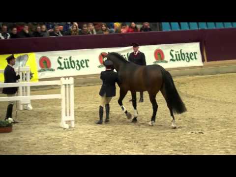 Cocobell Hengstpräsentation 2016