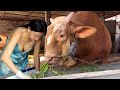 Farm WithMe Cow Eggs Calf Transportation Pretty Girl Driver Silage Handling Milking Hoof Trimming
